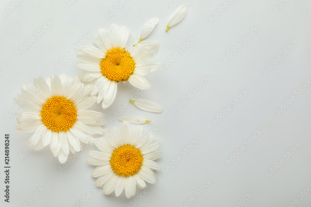 Obraz premium Beautiful camomile flowers on white background