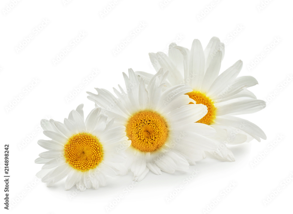 Fototapeta premium Beautiful camomile flowers on white background