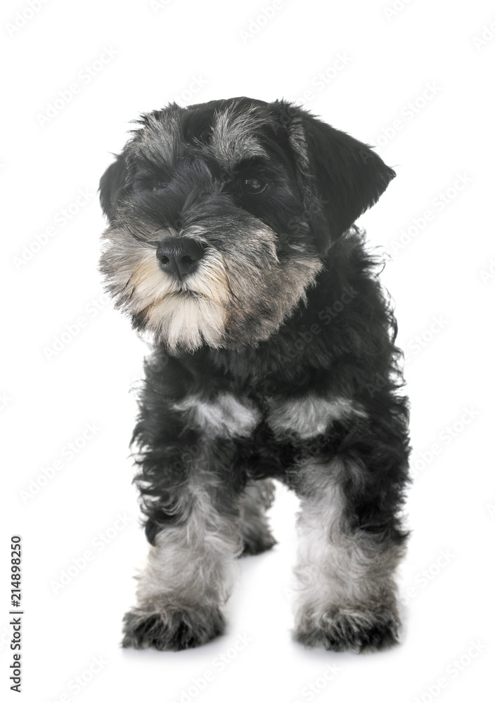 puppy miniature schnauzer