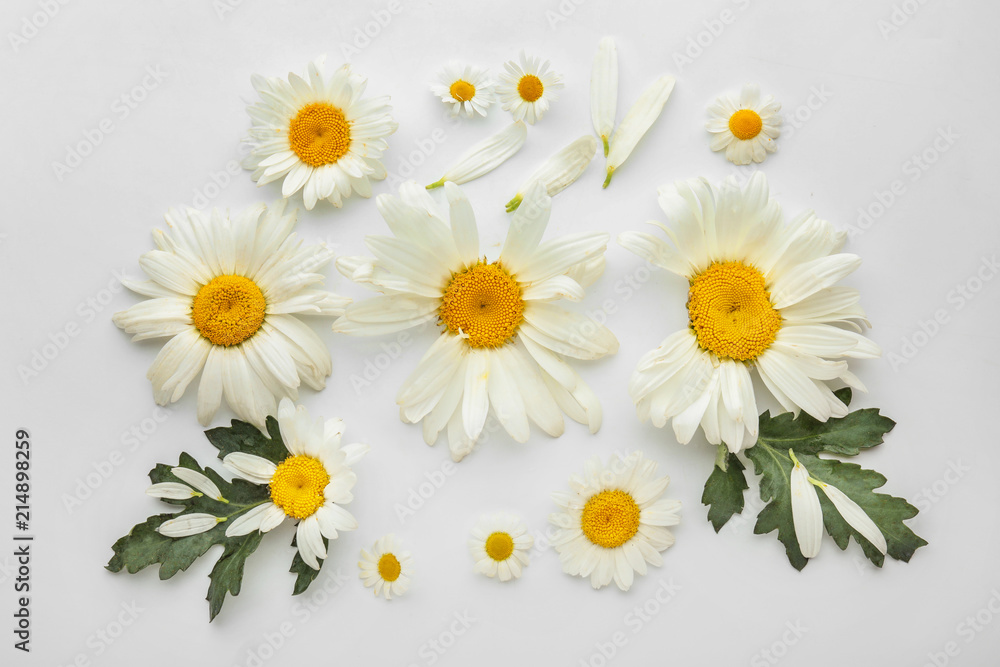 Obraz premium Beautiful camomile flowers on white background