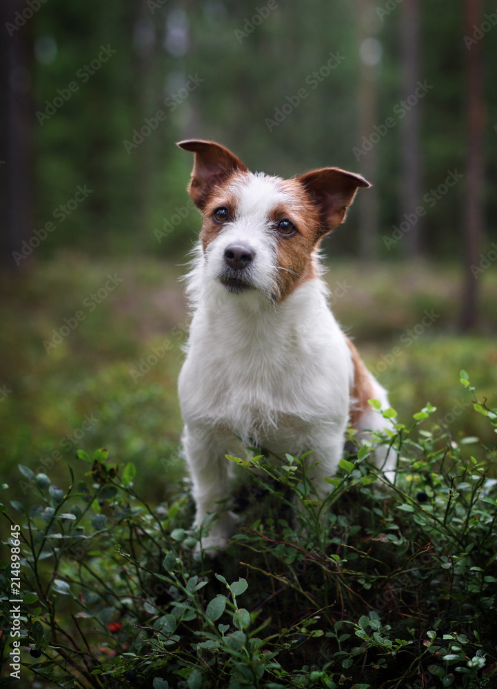 Cute dog jack russell terrier outdoors Cute dog jack russell terrier outdoors
