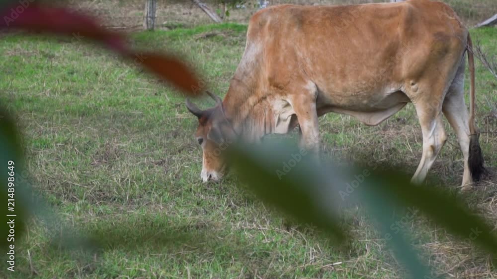 A cow eating some delicious grass in Thailand. A cow eating some delicious grass in Thailand.