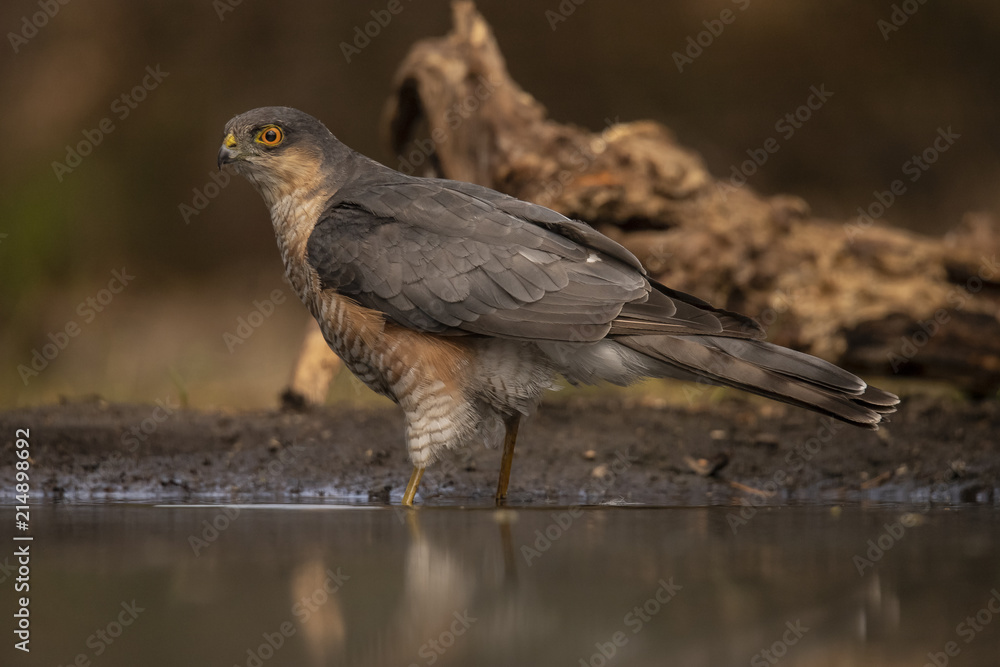 Fototapeta premium Sparrow-hawk, Accipiter nisus