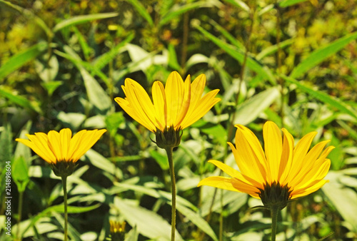 three yellow blossoms in a garden