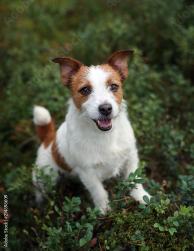 Cute dog jack russell terrier outdoors