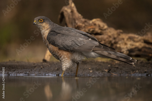 Sparrow-hawk, Accipiter nisus