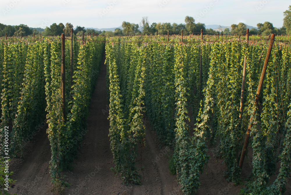 Hop field near Zatec town in Czech Republic. Hop field near Zatec town in Czech Republic.