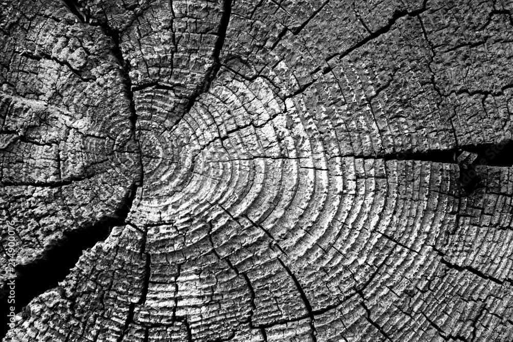 Old log cut macro in black and white.