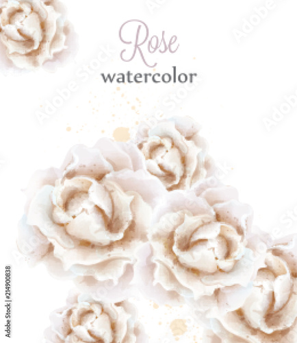 Watercolor white roses isolated Vector. Beautiful floral delicate decors