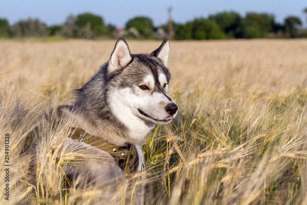 A dog of the Siberian Husky breed of black and white color