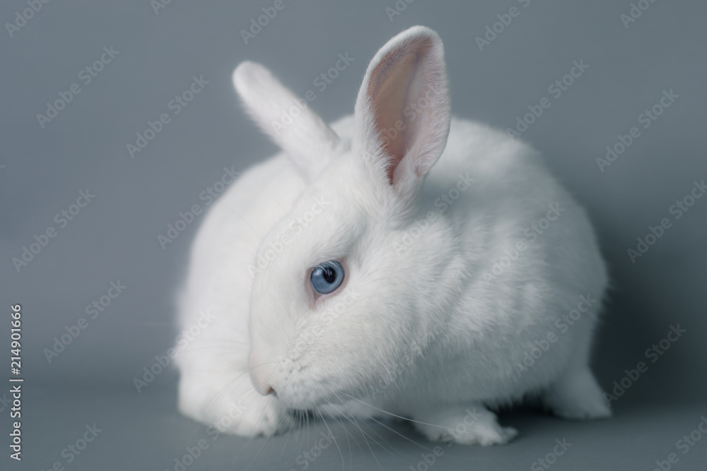 Gorgeous white baby bunny rabbit with huge ears on a seamless gray background