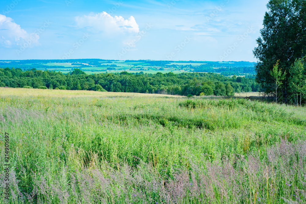 Fototapeta premium sergiev_posad. Nature_of_moscow_region_summer_2018,Russian field.