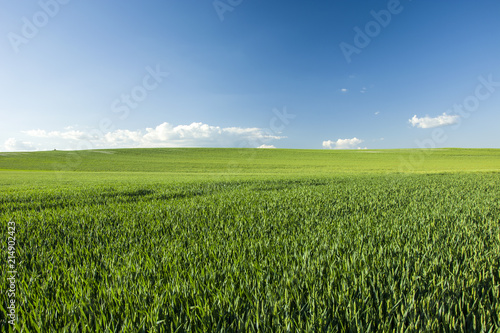 Green large field and blue sky