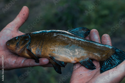 Fototapeta Naklejka Na Ścianę i Meble -  fish fresh fishing catch nature