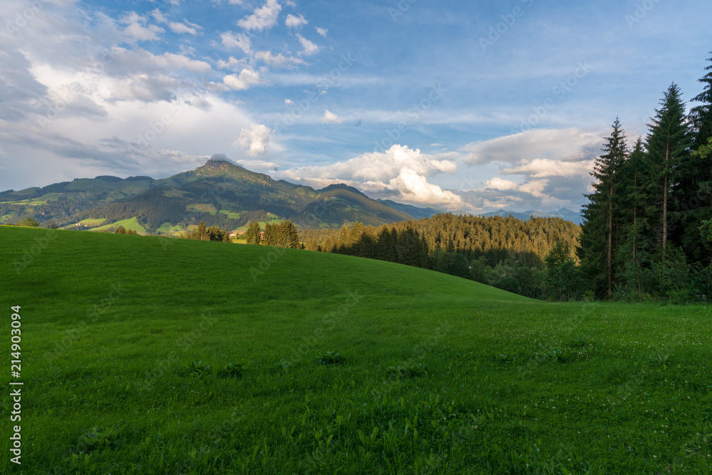 Fototapeta premium Wiese mit Kitzbühler Horn im Hintergrund