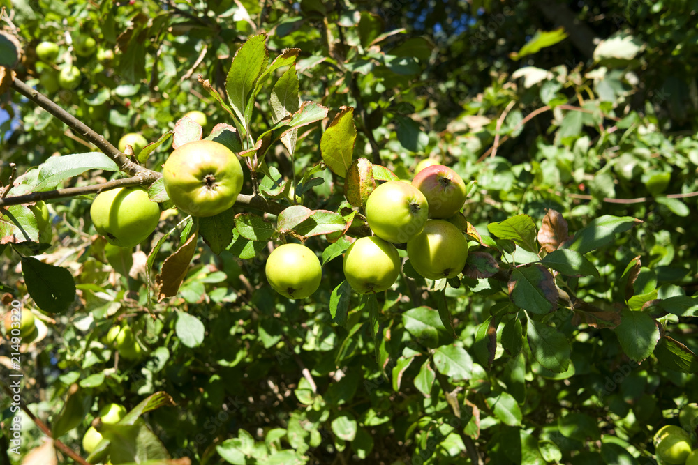 Laesoe / Denmark: Wild apples at the wayside in Vesteroe Havn shine in the August sun