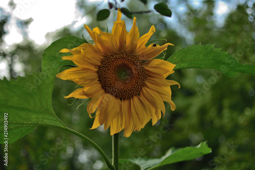 Flower Sunflower Helianthus on a blurred background