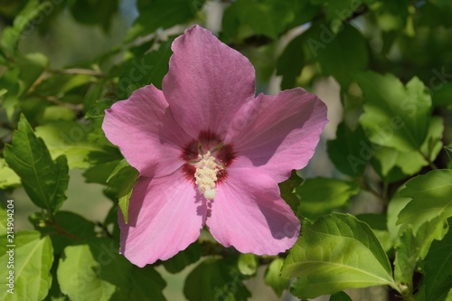 Photos floewr