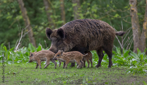 Young wild Boar family