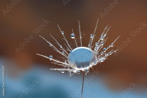 Fototapeta Naklejka Na Ścianę i Meble -  Water drop extreme closed up on dandelion seed