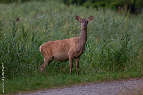 Red Deer outdoors Netherlands