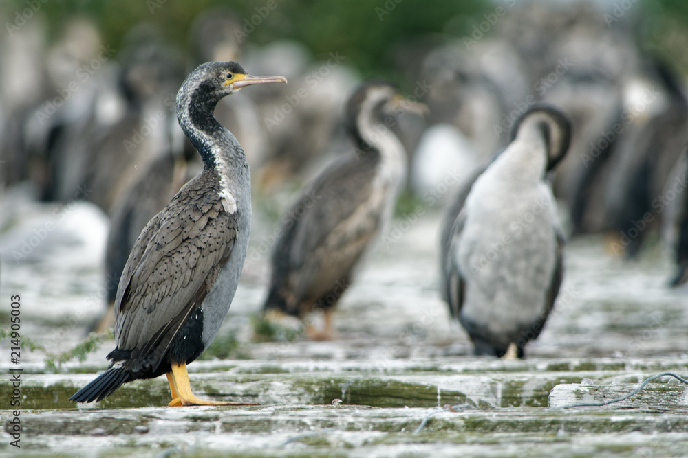 Spotted Shag - Stictocarbo punctatus - parekareka - species of cormorant endemic to New Zealand. Originally classified as Phalacrocorax punctatus Spotted Shag - Stictocarbo punctatus - parekareka - species of cormorant endemic to New Zealand. Originally classified as Phalacrocorax punctatus