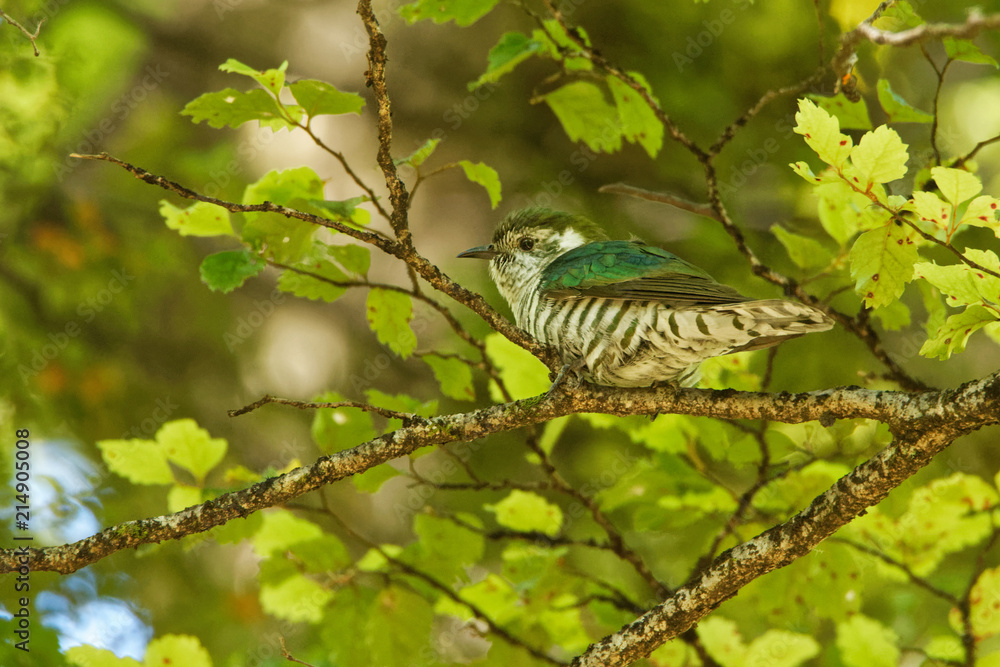 Naklejka premium Shining Bronze Cuckoo - Chrysococcyx lucidus - Australia, Indonesia, New Caledonia, New Zealand, Papua New Guinea, Solomon Islands, Vanuatu. called Chalcites lucidus