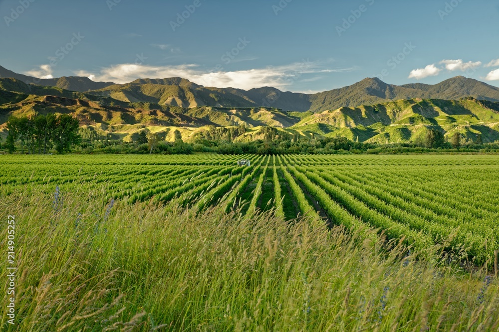 Vineyard, winery New Zealand, typical Marlborough landscape with vineyards and roads, hills and mountains