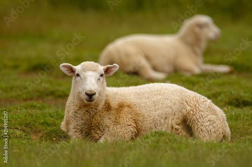 Sheep, farmland New Zealand, Scotland, Australia, Norway, agriculture farm
