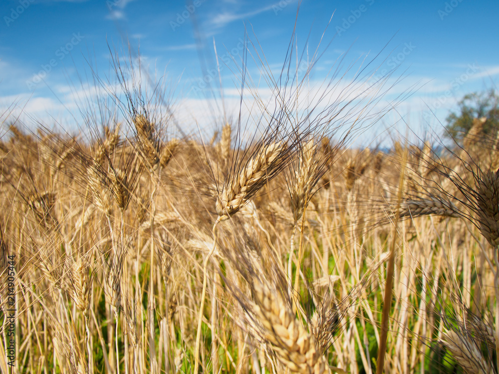 Obraz premium Wheat ears on the field in sunny weather day. Closeup view.