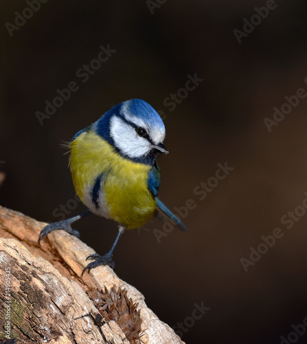 Blaumeise  Parus caeruleus  © JRG
