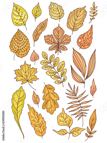 Autumn leaves, set of colored vector drawings.