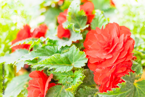 Red flowers close-up.