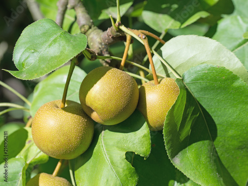 Nashibirnen, Pyrus pyrifolia photo