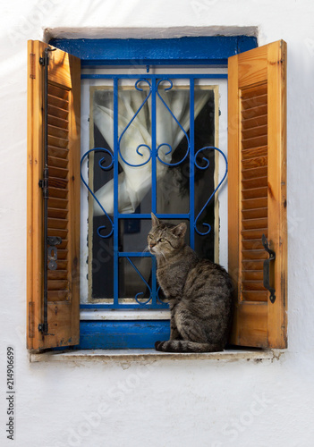 Cat seating on a window age outdoor in a turist's area of Athens greece. Stray cat