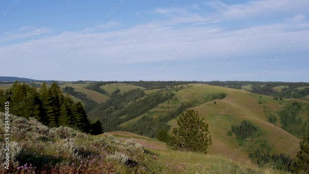 Walk through a mountain meadow Walk through a mountain meadow