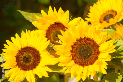 Gelbe Sonnenblumen 