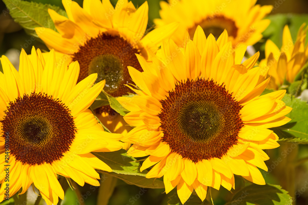 Obraz premium Gelbe Sonnenblumen 