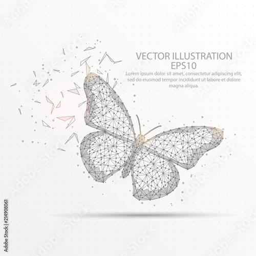 Photography Butterfly low poly wire frame on white background.