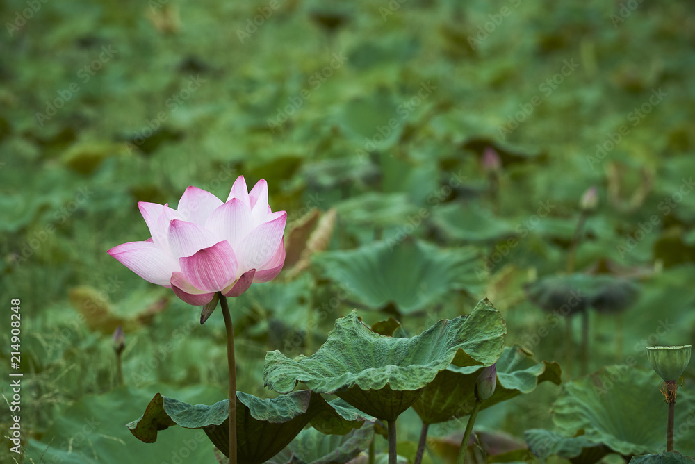 Beautiful Pink Lotus Flower And Lotus Leaf. Beautiful Pink Lotus Flower And Lotus Leaf.