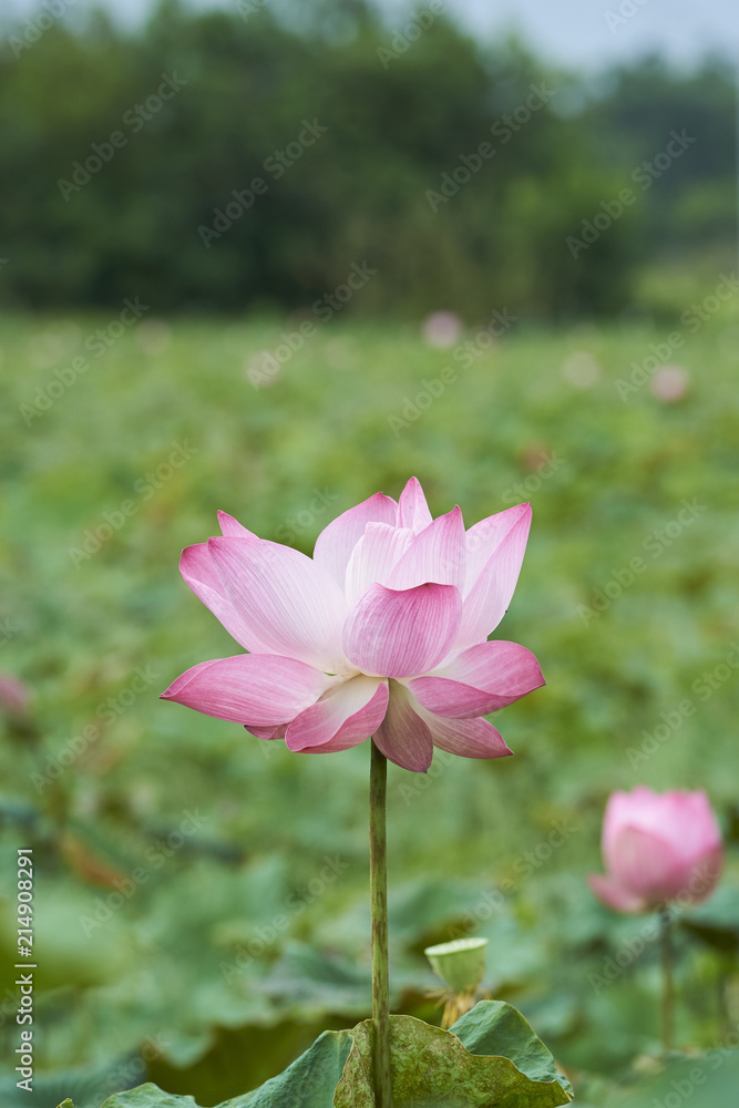 Beautiful Pink Lotus Flower And Lotus Leaf.