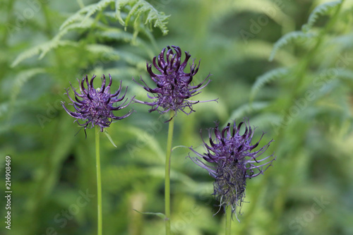 Halbkugelige Teufelskralle  Phyteuma hemisphaericum   Bl  ten