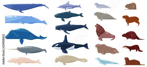 Sea mammal vector water animal character dolphin walrus and whale in sealife or ocean illustration marine set of sea-lion or sea-cow and seal or otter illustration set isolated on white background