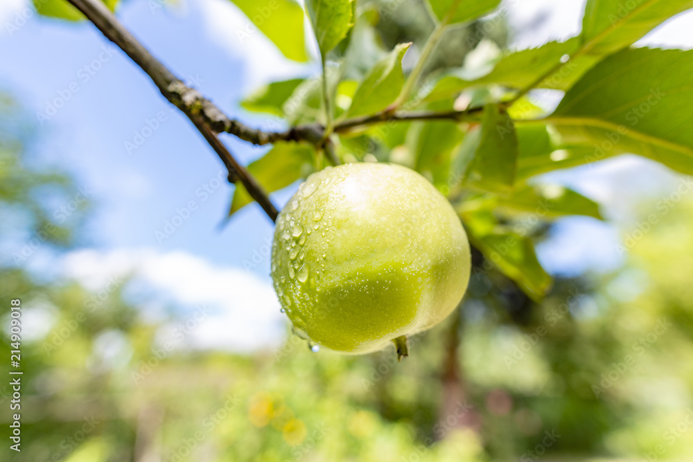 Frischer Apfel mit Wassertropfen Frischer Apfel mit Wassertropfen
