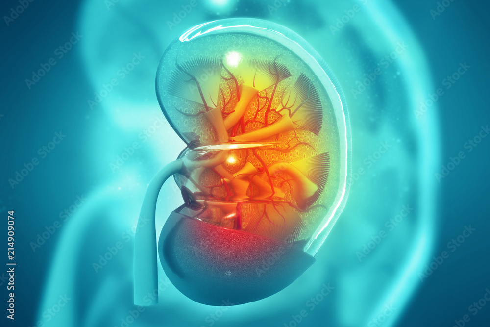 Foto Human kidney cross section on scientific background