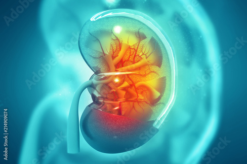 Foto Human kidney cross section on scientific background