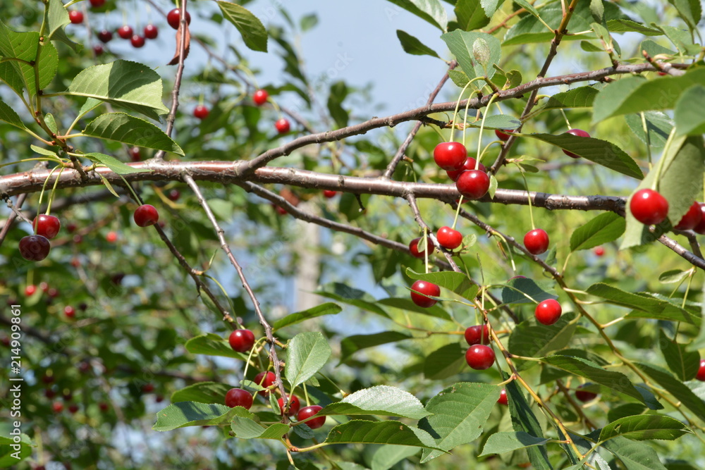 Red sweet cherry on a clear summer day in a tree