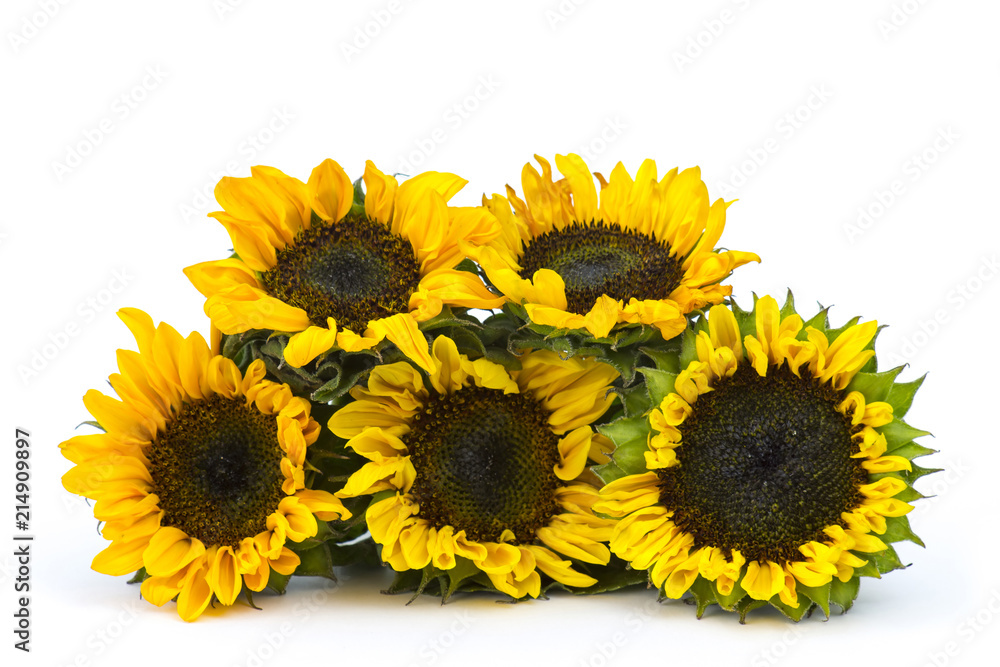 sunflowers on white background (Helianthus) sunflowers on white background (Helianthus)