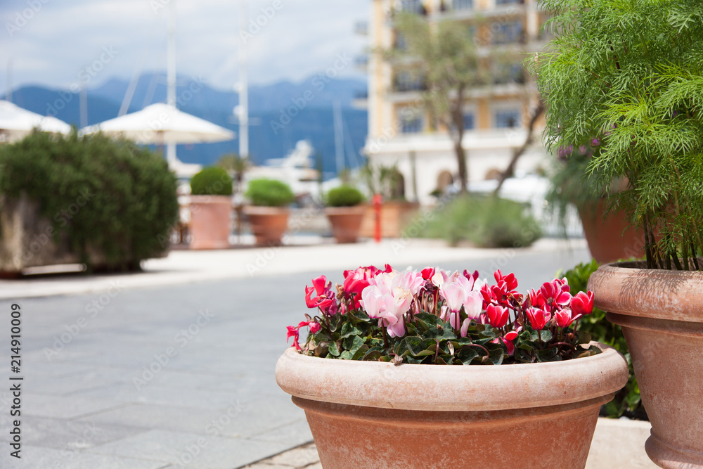 Pink flowers grow and bloom in a flowerpot outdoor. Floral decoration in modern city streets with houses, buildings, mountains, green plants in spring.