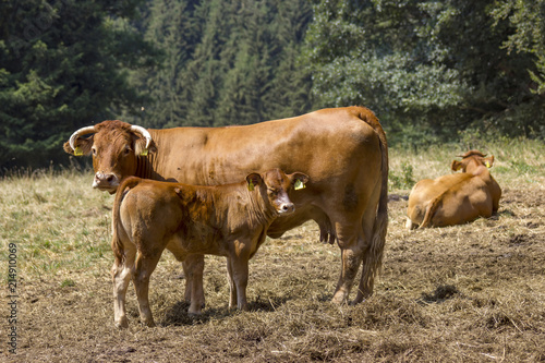 Brown Cow walking on the green meadow in the Eifel landscape